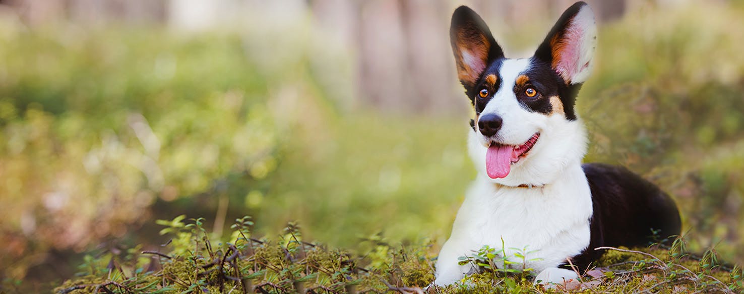 Dog Names Ending in N Popular Male and Female Names Wag!